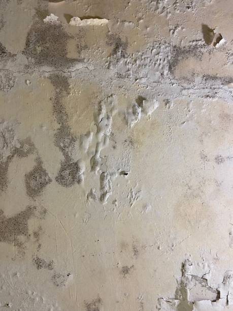 Attic Mold Removal in Pleasant Hill, MO